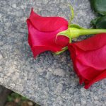 Two red roses on a marble surface.