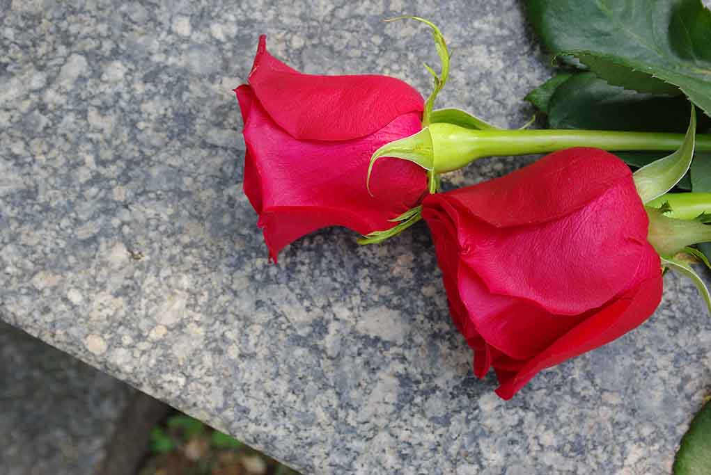 Two red roses on a marble surface.