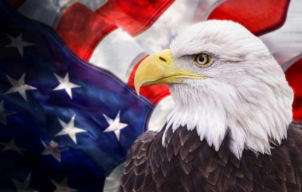 128718656 Bald eagle with an American flag background.