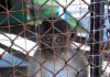 A monkey looking through the bars of a cage with a sad expression