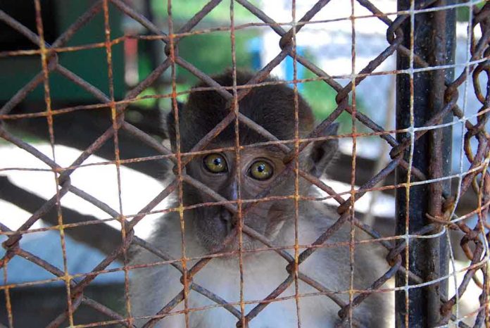 A monkey looking through the bars of a cage with a sad expression