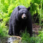 A black bear standing in a lush green forest surrounded by ferns