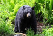 A black bear standing in a lush green forest surrounded by ferns