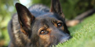 Close-up of a dog resting on green grass