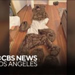 FAKE Bear ATTACKS Luxury Cars—Stunning Fraud Exposed