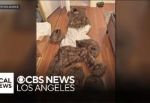 FAKE Bear ATTACKS Luxury Cars—Stunning Fraud Exposed