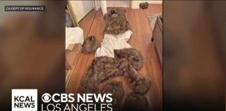 FAKE Bear ATTACKS Luxury Cars—Stunning Fraud Exposed