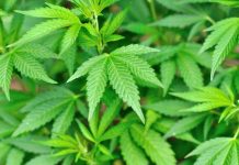 Close-up of vibrant green cannabis leaves