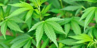 Close-up of vibrant green cannabis leaves