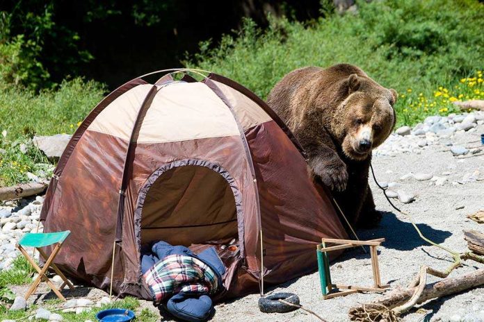 shutterstock_78709627 A grizzly bear approaching a camping tent in a natural setting