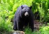 A black bear standing in a lush green forest surrounded by ferns