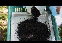 Gov. Abbott issues disaster declaration for New World Screwworm