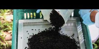 Gov. Abbott issues disaster declaration for New World Screwworm