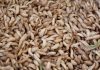 Heap of beige larvae close together