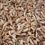 Flesh-Eating Fly Breaches Texas Heap of beige larvae close together