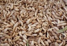 Heap of beige larvae close together
