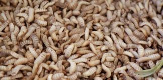 Flesh-Eating Fly Breaches Texas Heap of beige larvae close together