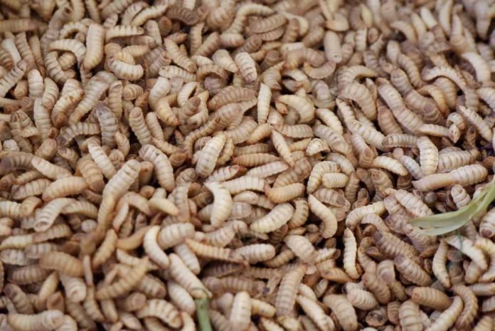 shutterstock_1662775066 Heap of beige larvae close together