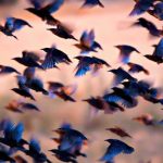Fake Bird Tattoo Tax Ignites Real Fears About Government O Many birds flying together at dusk.