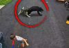 Faithful Husky Saves 6-Year-Old Boy From Charging Black Bear