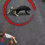 Faithful Husky Saves 6-Year-Old Boy From Charging Black Bear