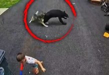 Faithful Husky Saves 6-Year-Old Boy From Charging Black Bear