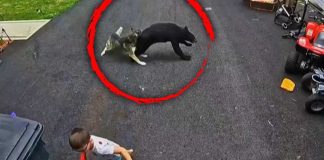 Hero Husky Saves Boy From Charging Bear Faithful Husky Saves 6-Year-Old Boy From Charging Black Bear