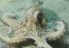 An octopus resting on the ocean floor with its tentacles spread out