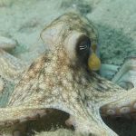 Octopus Invasion Shocks UK Coast An octopus resting on the ocean floor with its tentacles spread out