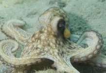 An octopus resting on the ocean floor with its tentacles spread out