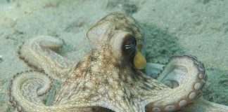 An octopus resting on the ocean floor with its tentacles spread out
