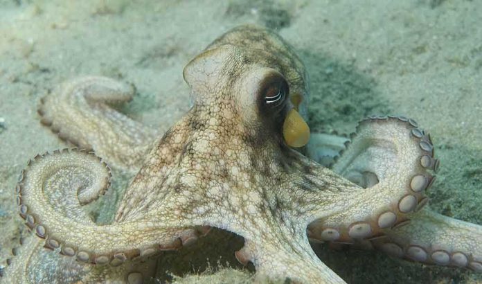 An octopus resting on the ocean floor with its tentacles spread out