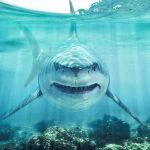 Greenland Sharks May Hold the Key to Ageless Eyes Great white shark swimming toward camera