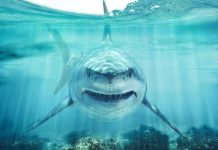 Great white shark swimming toward camera