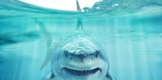 Great white shark swimming toward camera