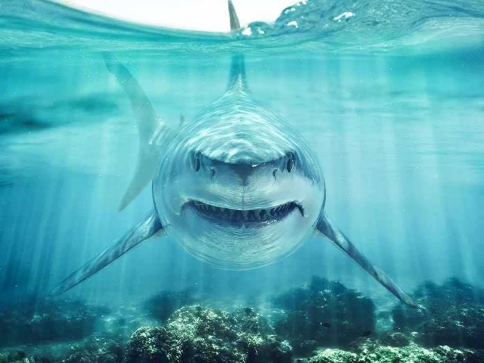 Great white shark swimming toward camera