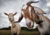 Two goats standing in a field under a cloudy sky