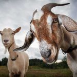 Two goats standing in a field under a cloudy sky