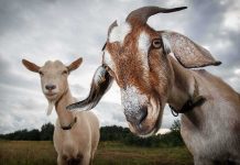 Two goats standing in a field under a cloudy sky