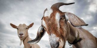 Two goats standing in a field under a cloudy sky