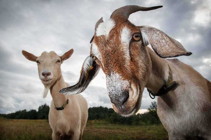 Two goats standing in a field under a cloudy sky