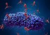 Bacteriophage viruses attacking a bacterium