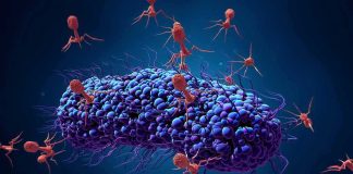 Deer DNA Leads to Major Fresno Raid Bacteriophage viruses attacking a bacterium