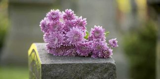 Purple chrysanthemums on a gravestone