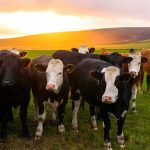 herd of cows standing in a green pasture at sunset