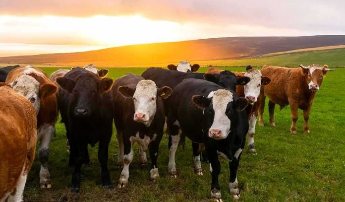 shutterstock_1715438224 herd of cows standing in a green pasture at sunset