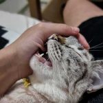cat being gently held while napping