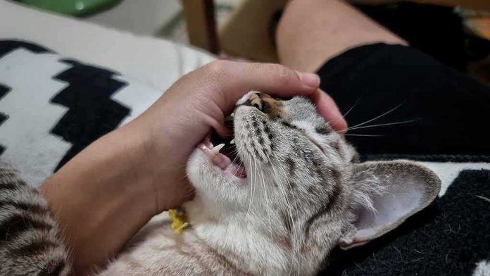 cat being gently held while napping