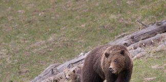 Residents Concerned About Plan To Place Bears in Washington's North Cascades