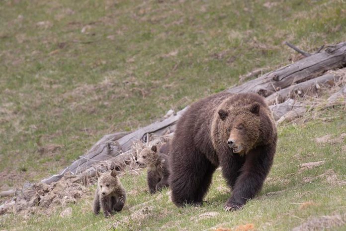 Residents Concerned About Plan To Place Bears in Washington's North Cascades